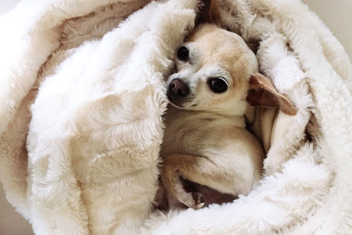 Conheça o chihuahua mais velho do mundo com 21 anos e 66 dias