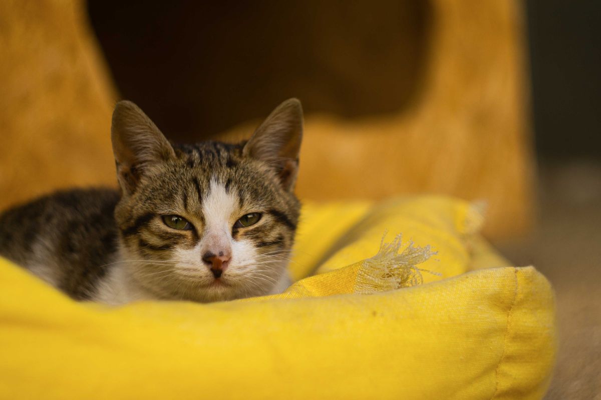 Casal reencontra seu gato desaparecido