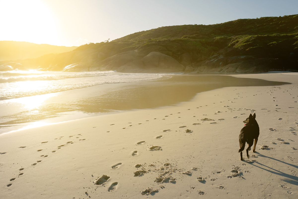 Cachorro perdido há semanas