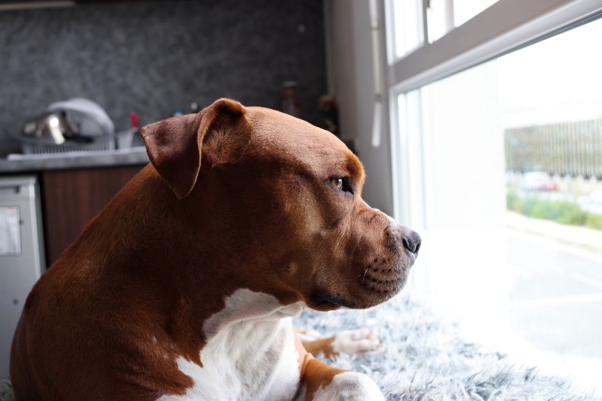 este filhote doente conquista o coração dos salvadores