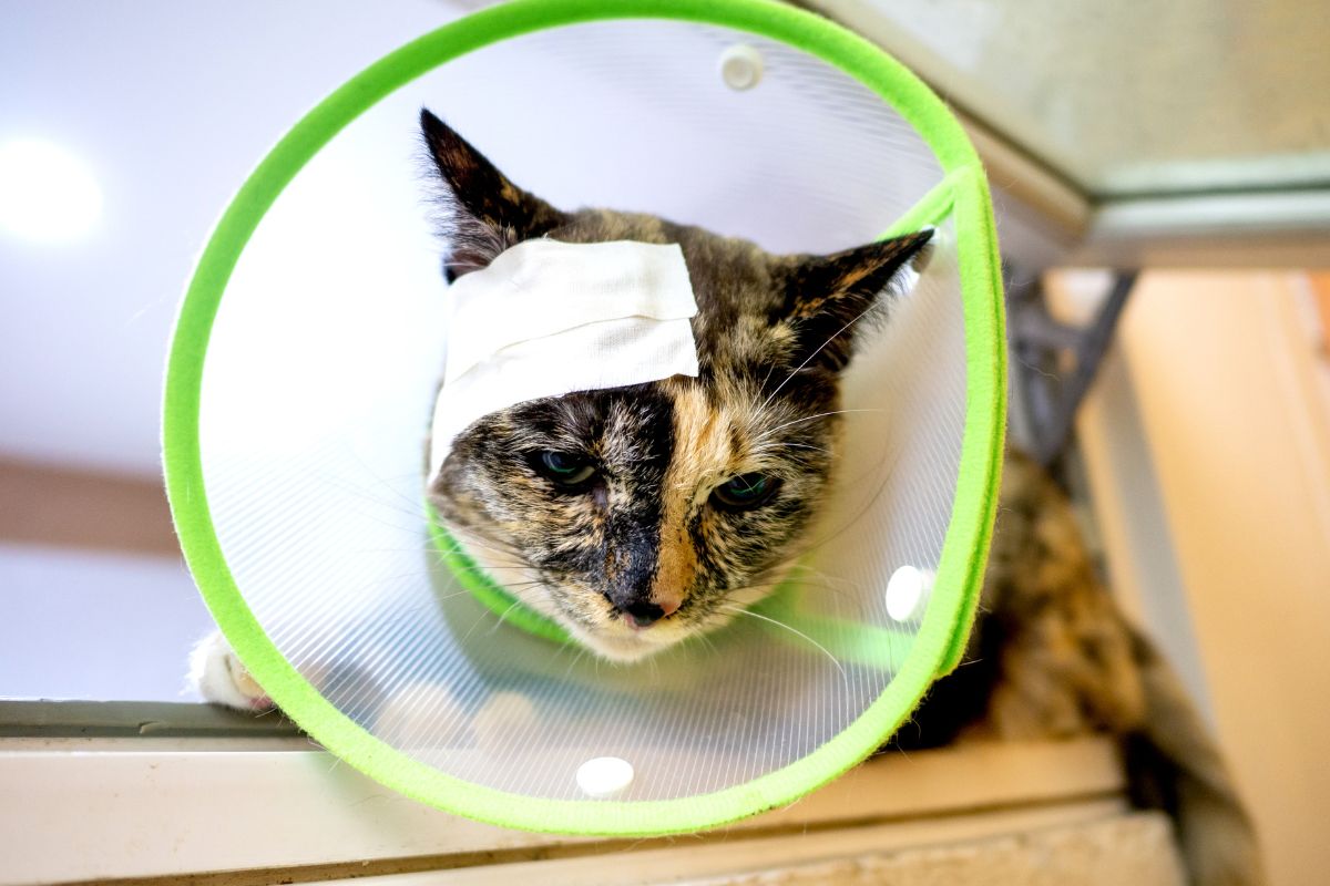 Gendarmes procuram lar para gata ferida