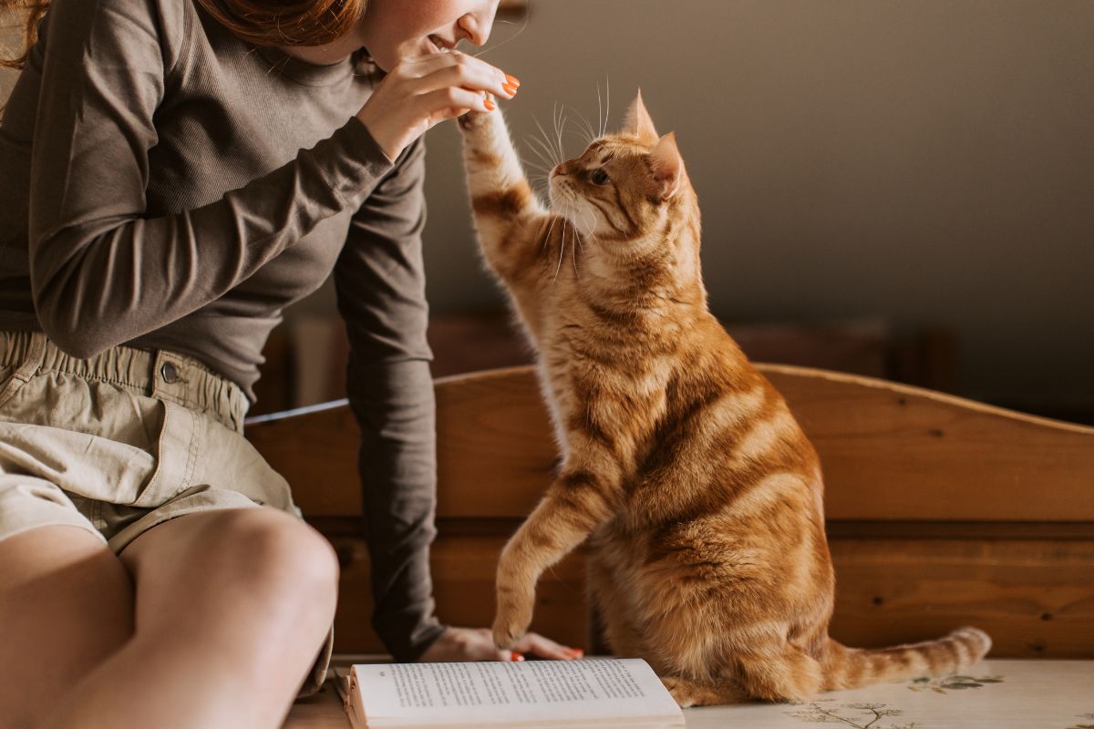 Os gatos entendem muito mais do que você imagina