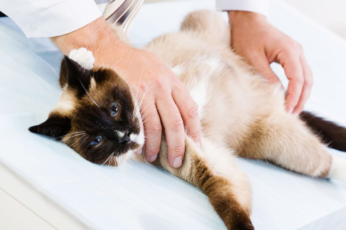 Gata no veterinário