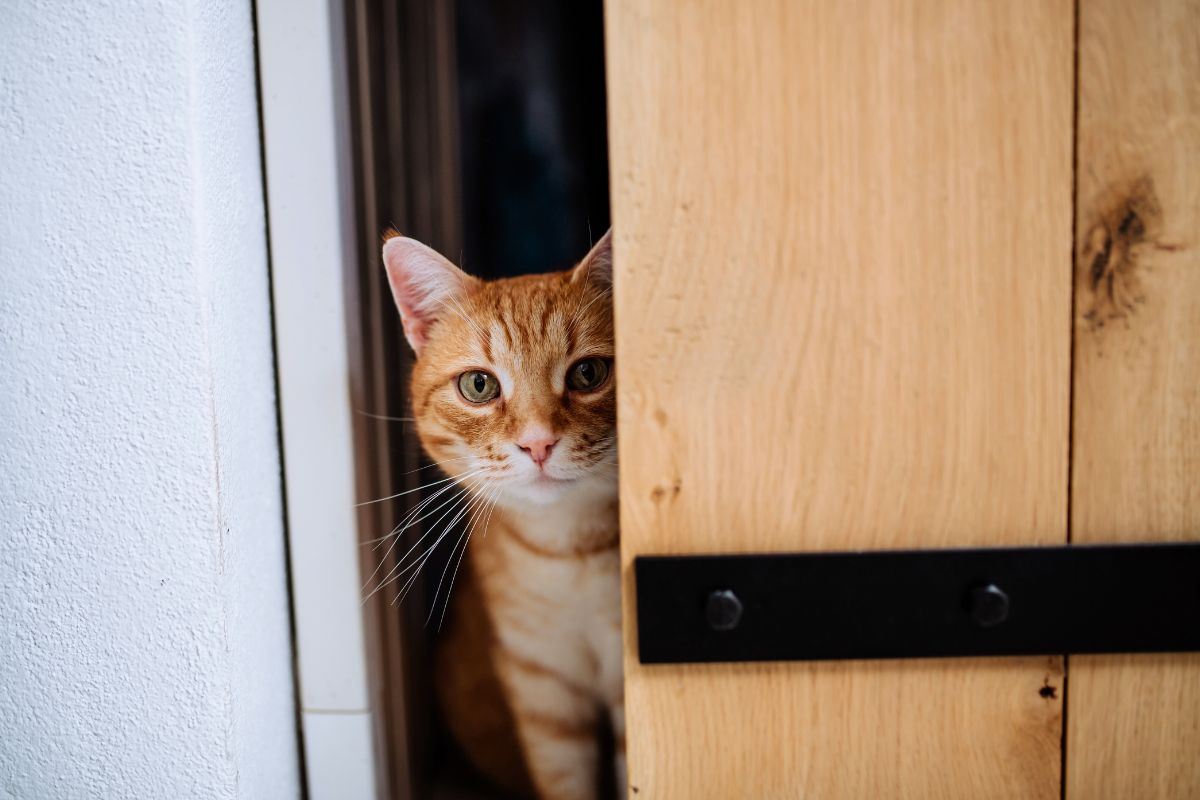 Seu gato pede para sair e voltar?