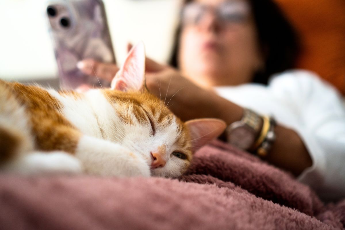 Se seu gato dorme sobre você,