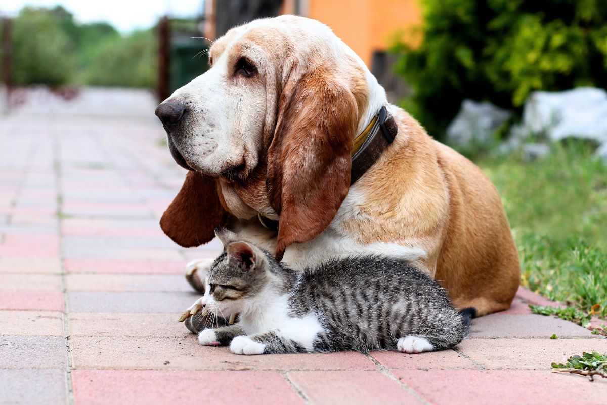 Cadela idosa adota filhote selvagem