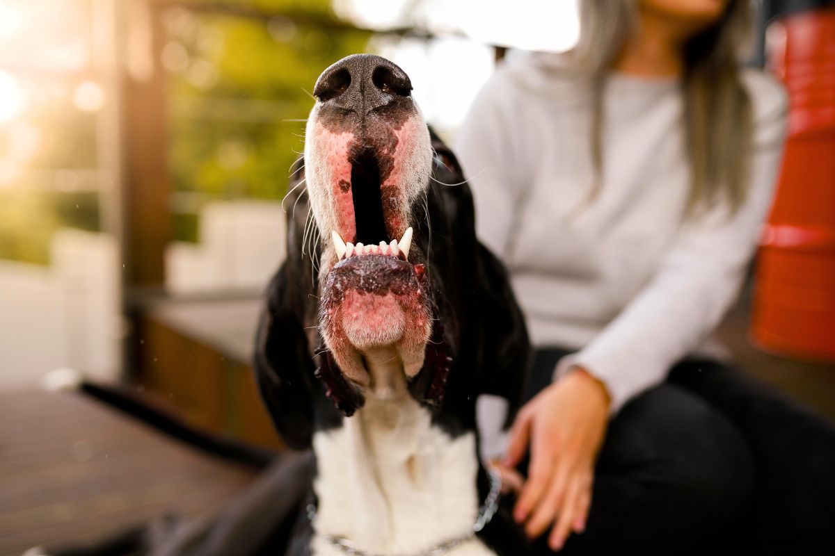 Veterinário alerta sobre prática