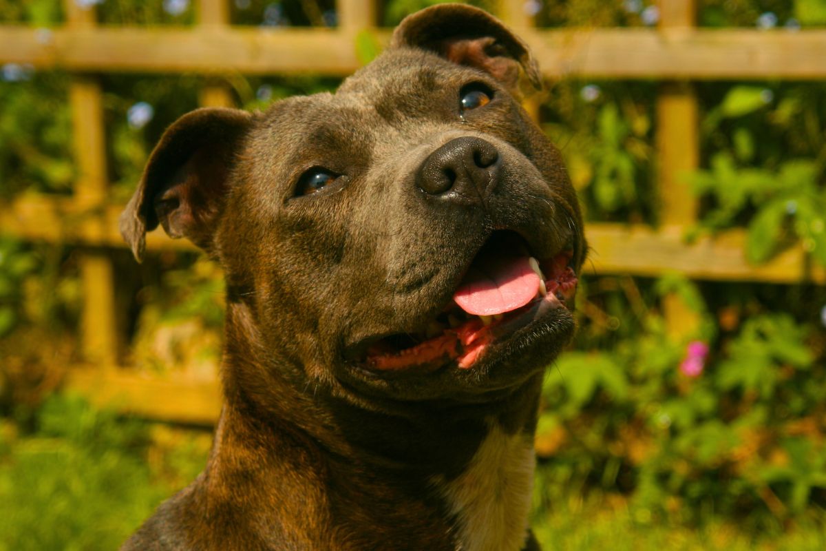 Staffordshire carinhoso