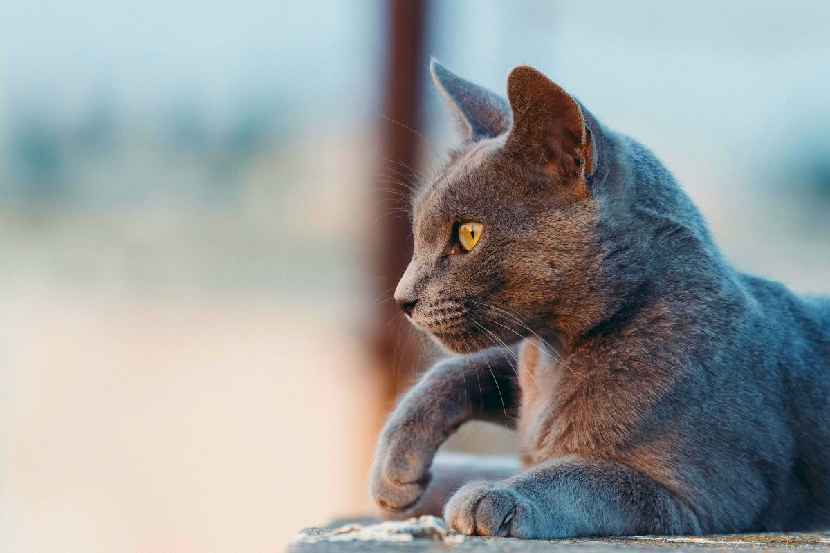 Após 5 anos desaparecido, seu gato