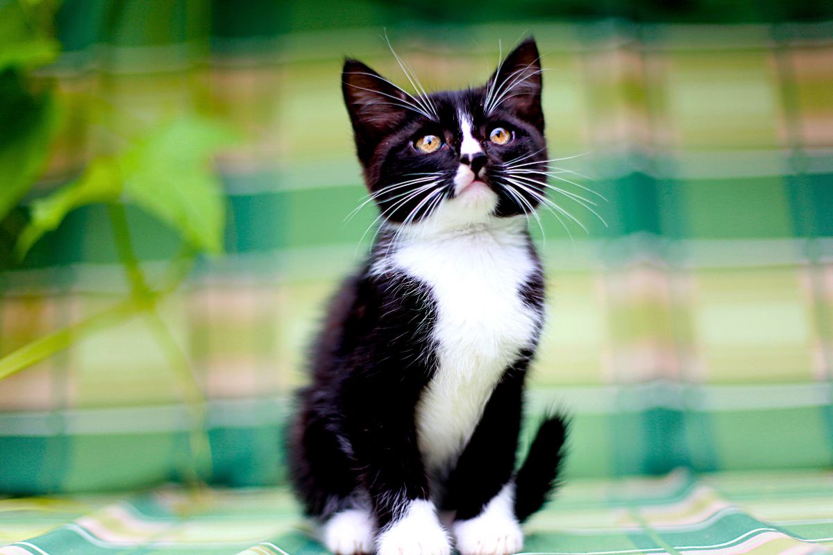 Filhote acompanha irmãos humanos