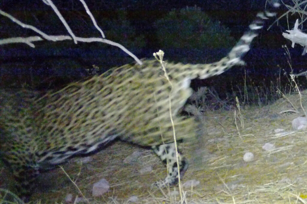 Essas imagens foram descobertas em 6 de agosto em uma câmera de campo por um dos 40 cidadãos-cientistas voluntários que ajudam a monitorar Jaguares e Ocelots em extinção no sul do Arizona pelo Centro de Pesquisa e Conservação da Universidade do Arizona da Universidade do Arizona e da Centro de Conservação de Catos Wild Cat e Centro de Conservação, em Ariz.