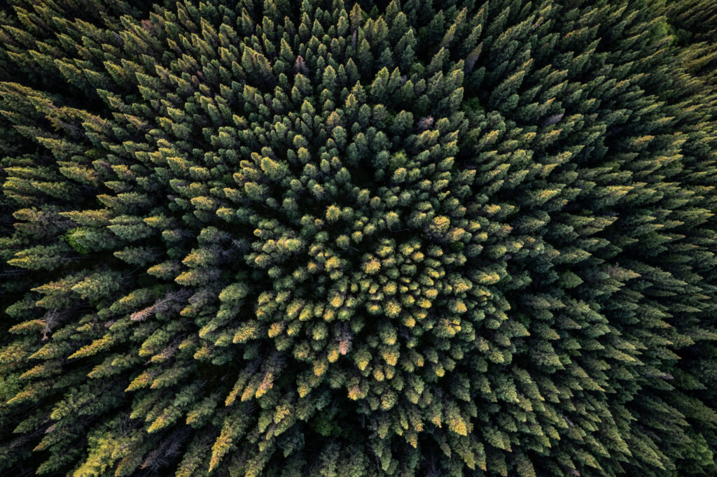 An aerial view shows spruce trees of the Canadian boreal forest west of Baie-Comeau, Quebec. Credit: Ed Jonesed Jones/AFP via Getty Images