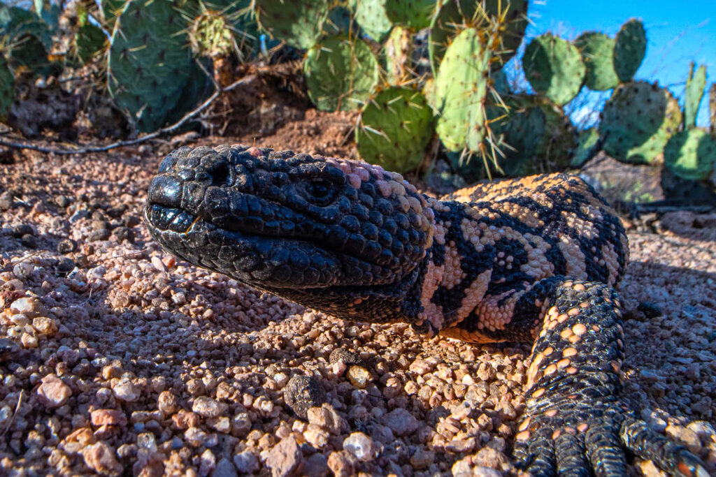 Um monstro de Gila é visto perto de Forks, NM Credit: Anthony Pawlicki