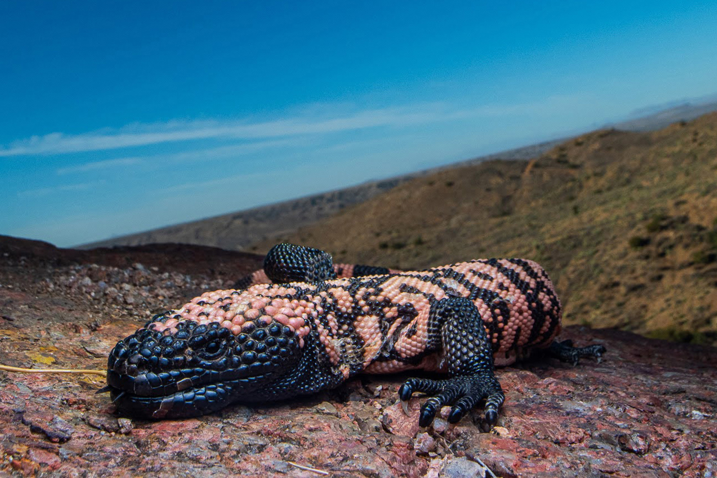 A Gila monster is seen near Redrock, N.M. Credit: Anthony Pawlicki