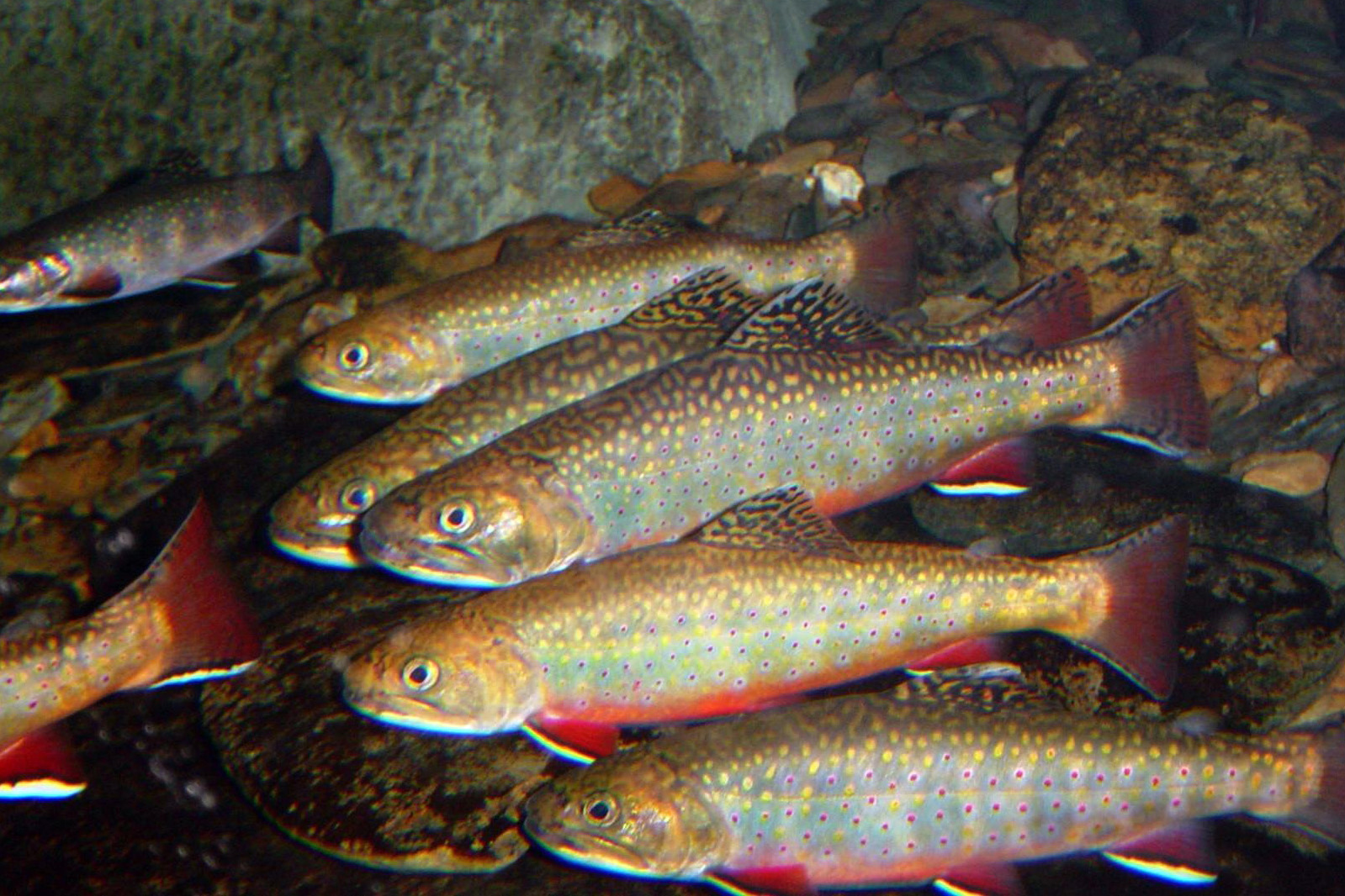 N.C. Wildlife Resources Commissions officials had to rescue dozens of Southern Appalachian Brook Trout from a mountain stream after a cattle farmer allowed as much as 2 feet of sediment to enter the waterway. Credit: U.S. Fish & Wildlife Service