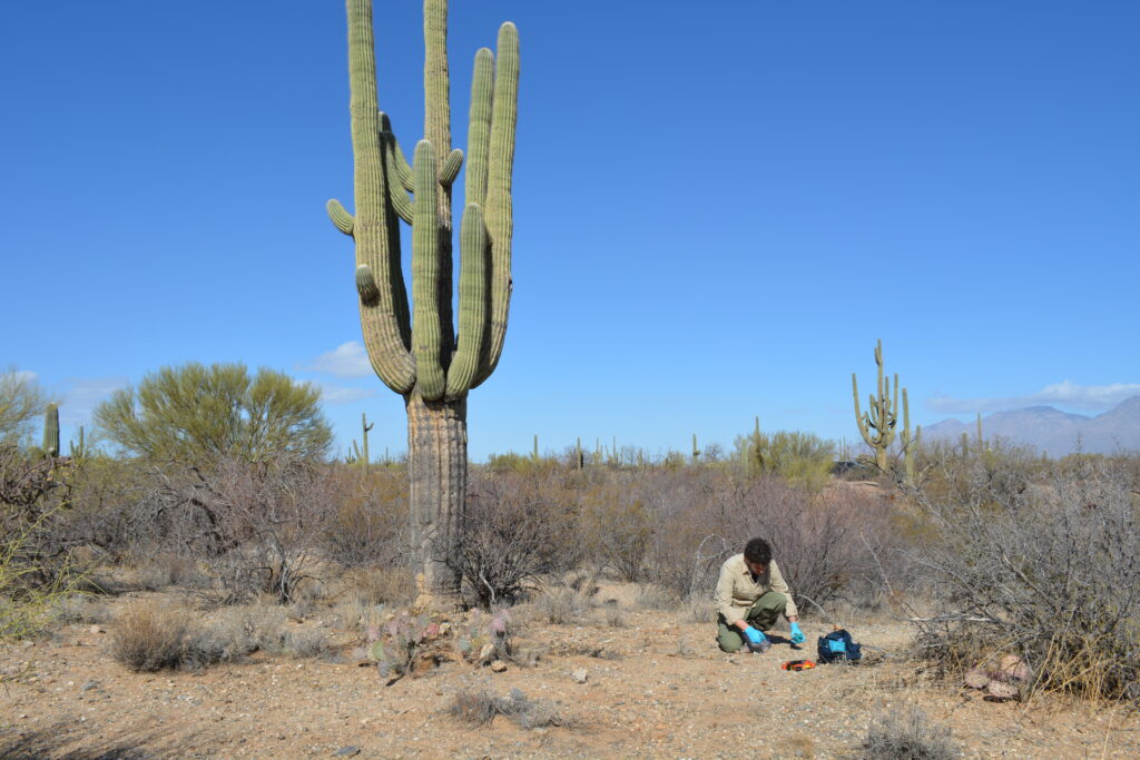 Nos bastidores: descobrindo a vida secreta de Cacti e Fungos no deserto de Sonoran