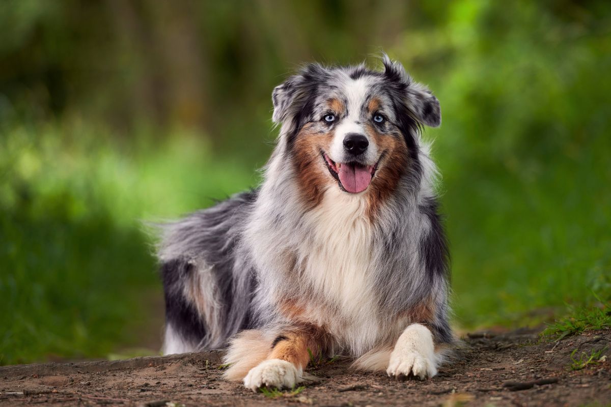 Cão perdido é convidado para brincar