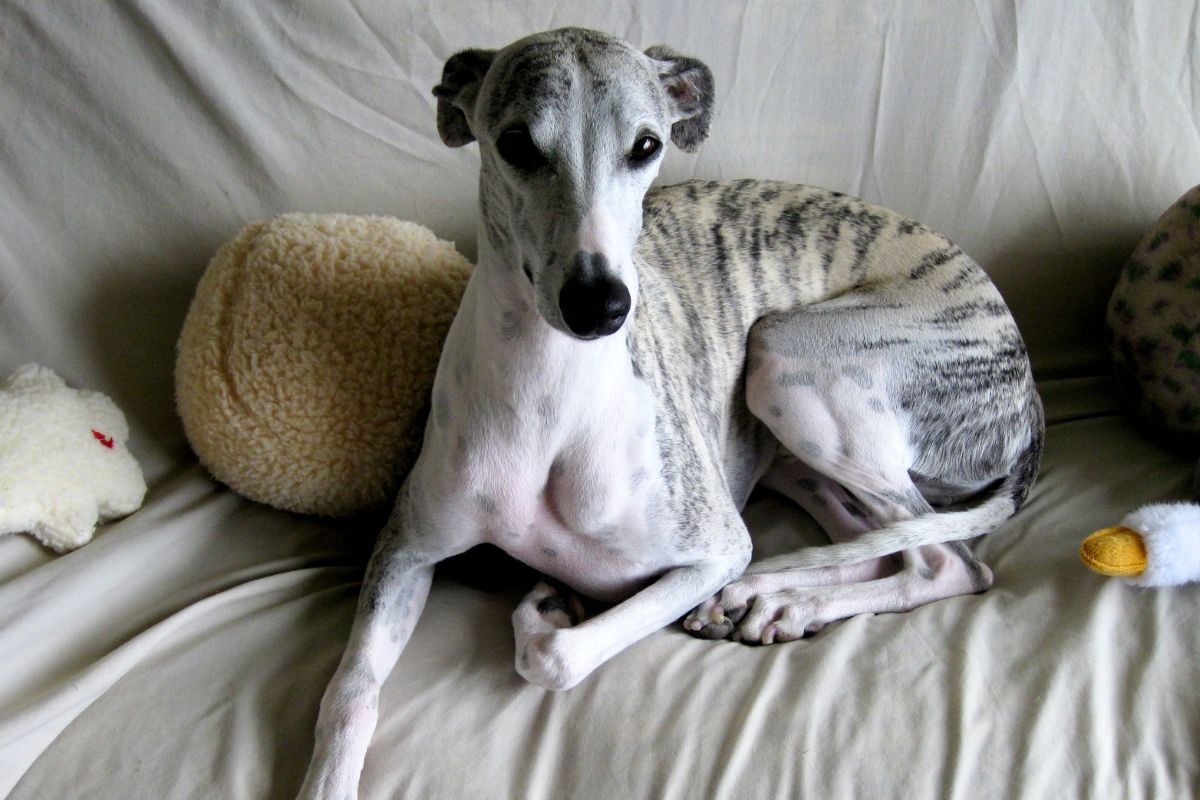 Cadela é flagrada criando uma cama dupla