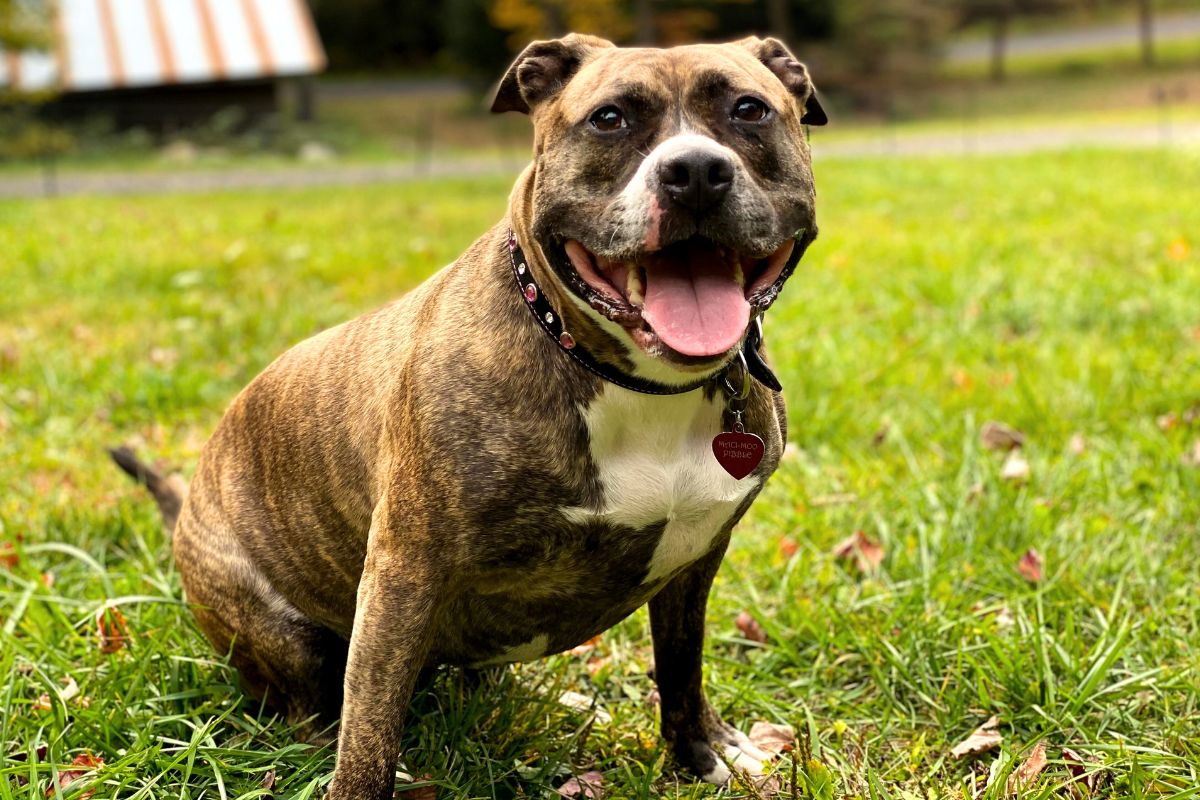 A alegria contagiante