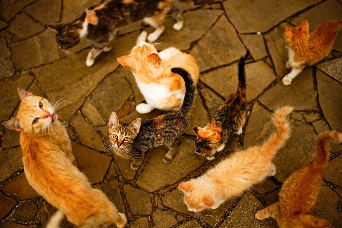 Mulher vive com 40 gatos em apartamento