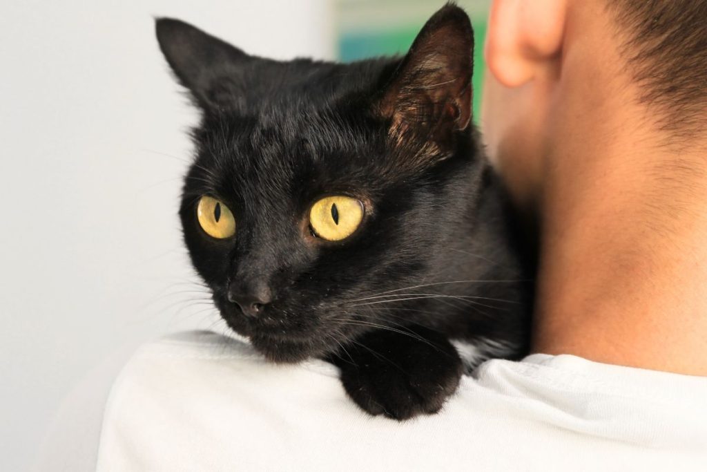 12 motivos para adotar um gato preto e atrair sorte para sua vida