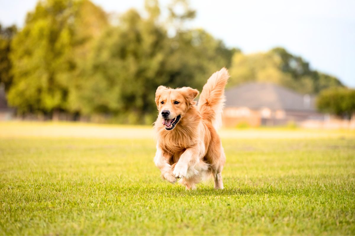 Golden retriever chora de alegria