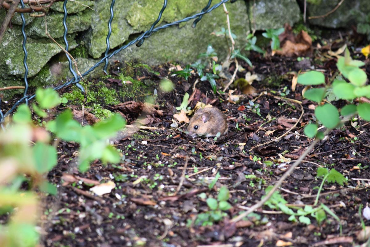 Homem descobre ratinhos