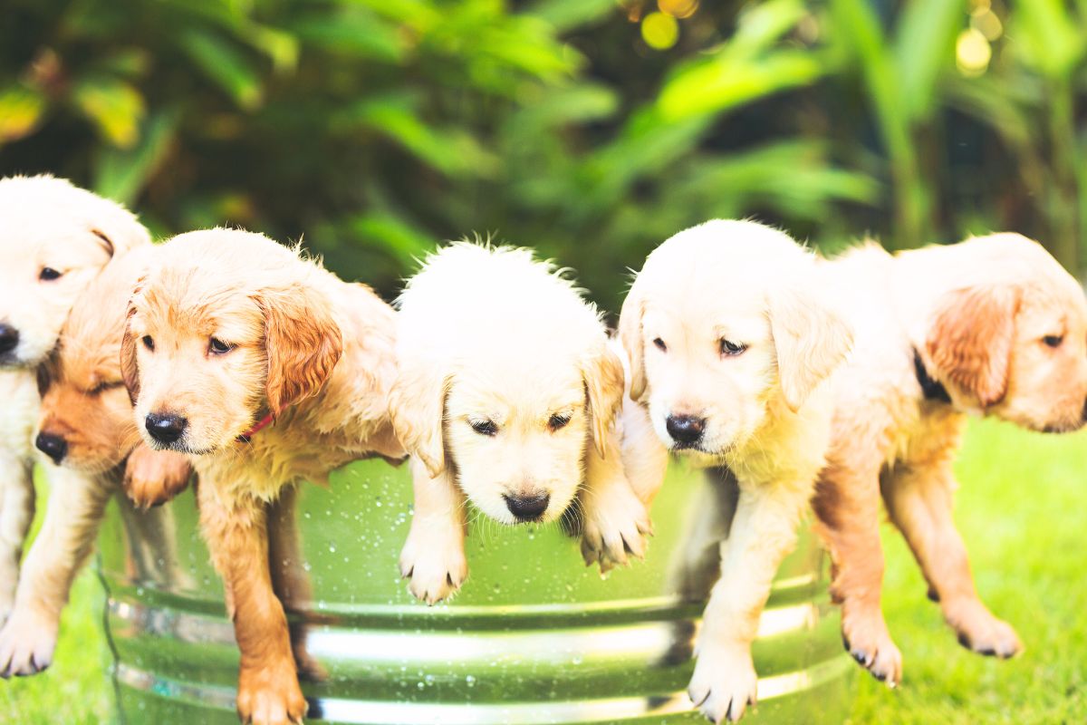 Golden Retriever se emociona