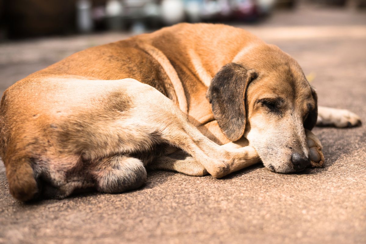 Cachorra abandonada é encontrada presa a um hidrante