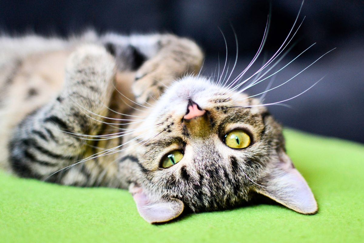 10 comportamentos felinos