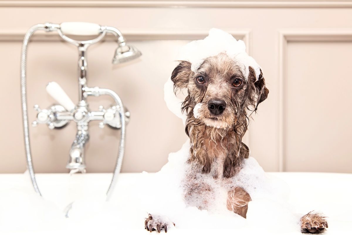 15 cães fotografados