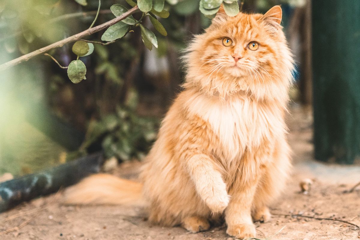 10 anos após perder seu gato