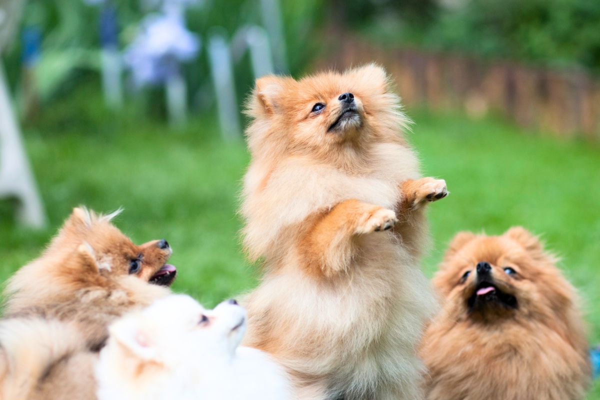 5 raças de cães miniatura