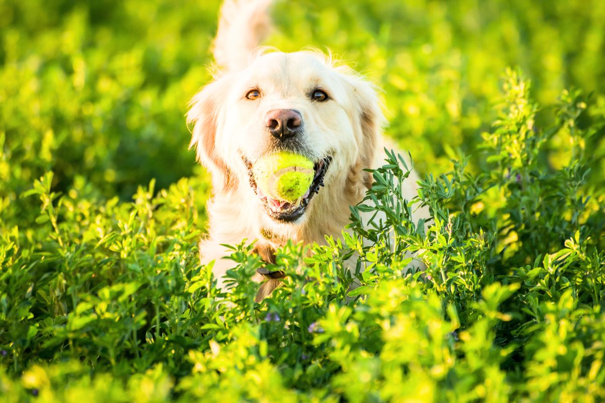 Golden Retriever ganha bola de tênis