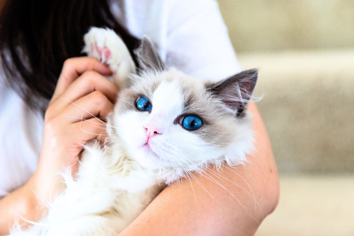 Quase 100 gatos da raça Ragdoll