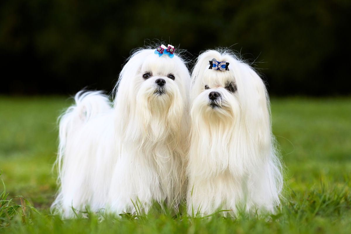 5 raças de cães perfeitas para trazer alegria e companhia