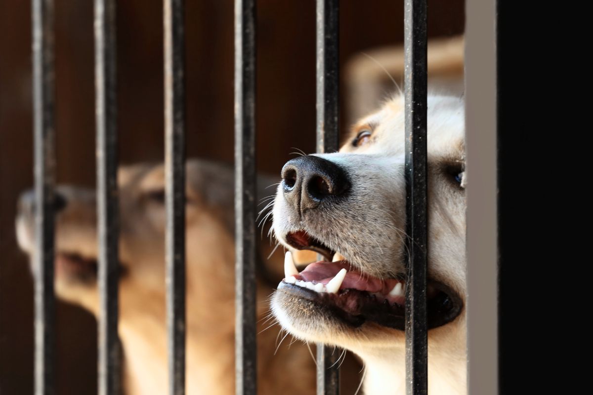 Voluntário encontra cena de cortar o coração