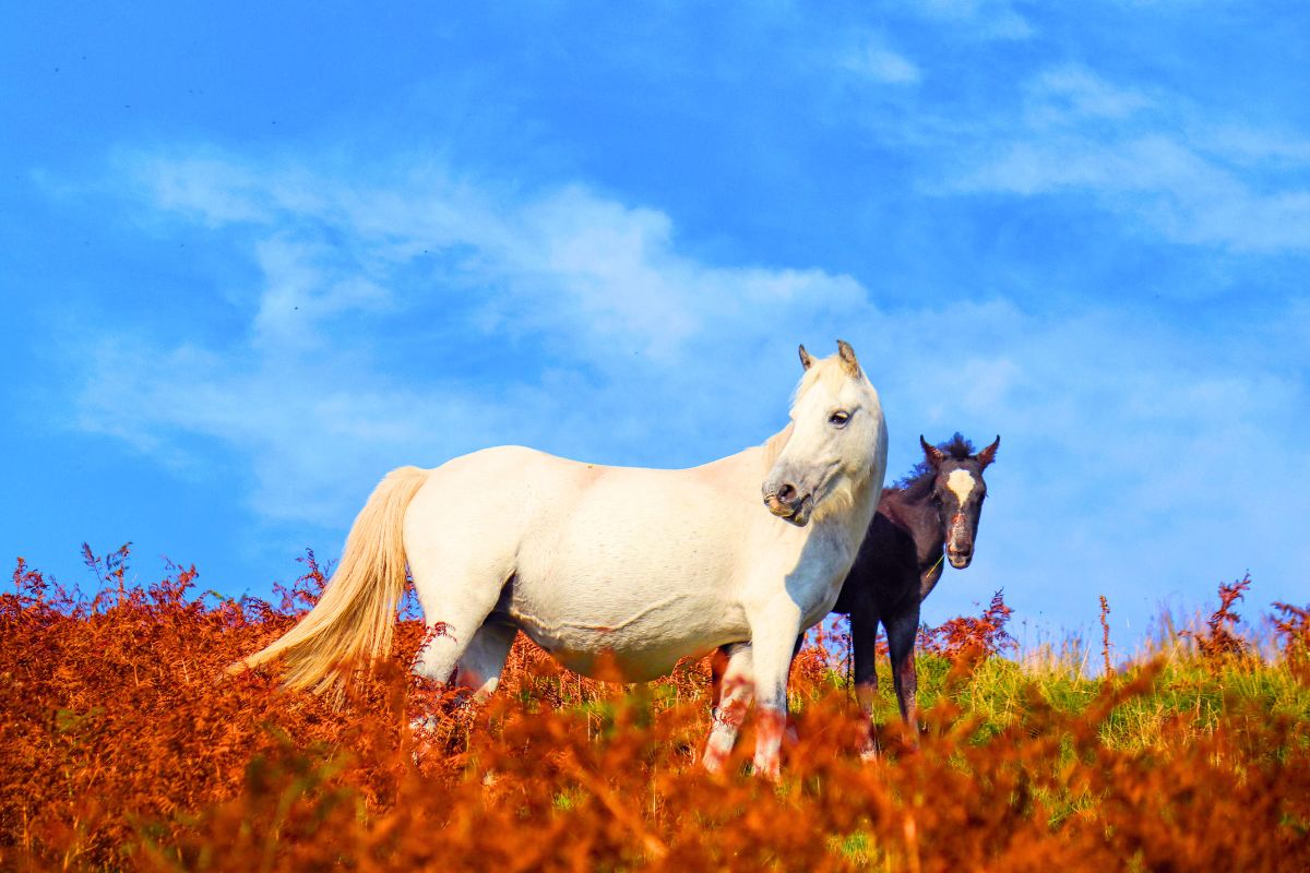 Égua de 33 anos que vivia feliz em santuário de cavalos