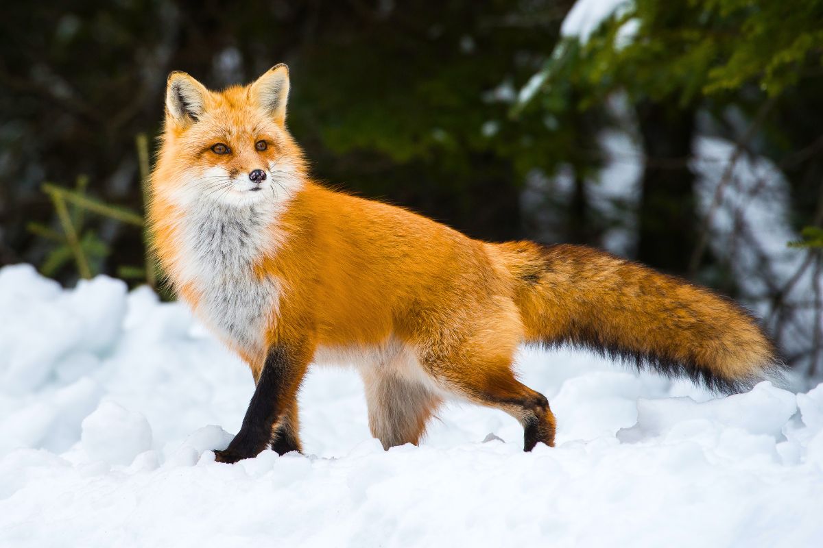 11 fatos fascinantes sobre raposas