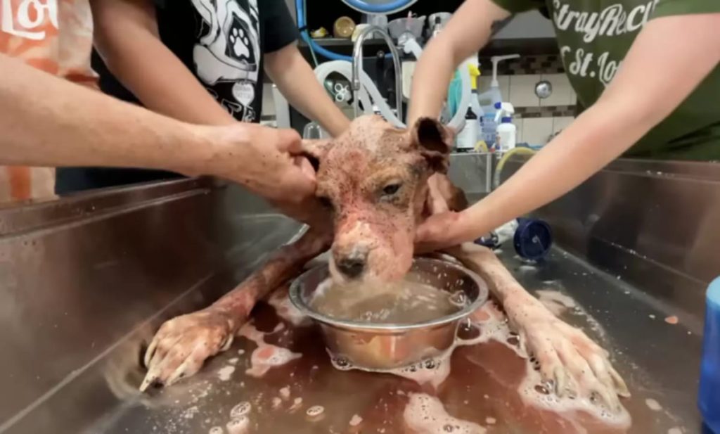 Cão resgatado coberto de pulgas 2