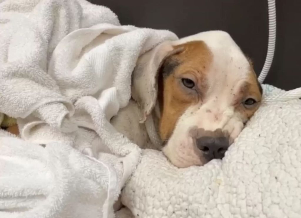 Cão resgatado coberto de pulgas 3