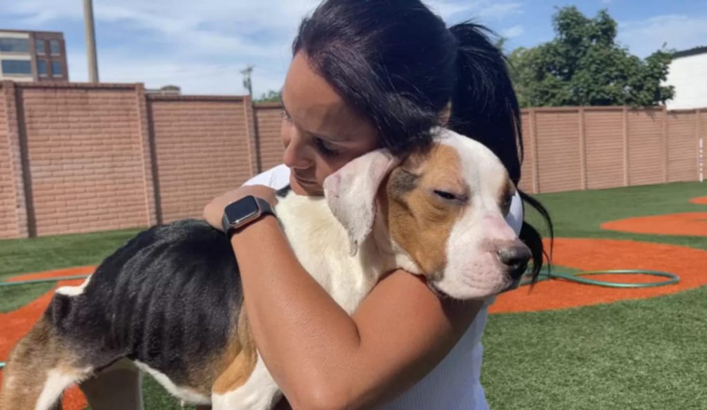 Cão resgatado coberto de pulgas 4