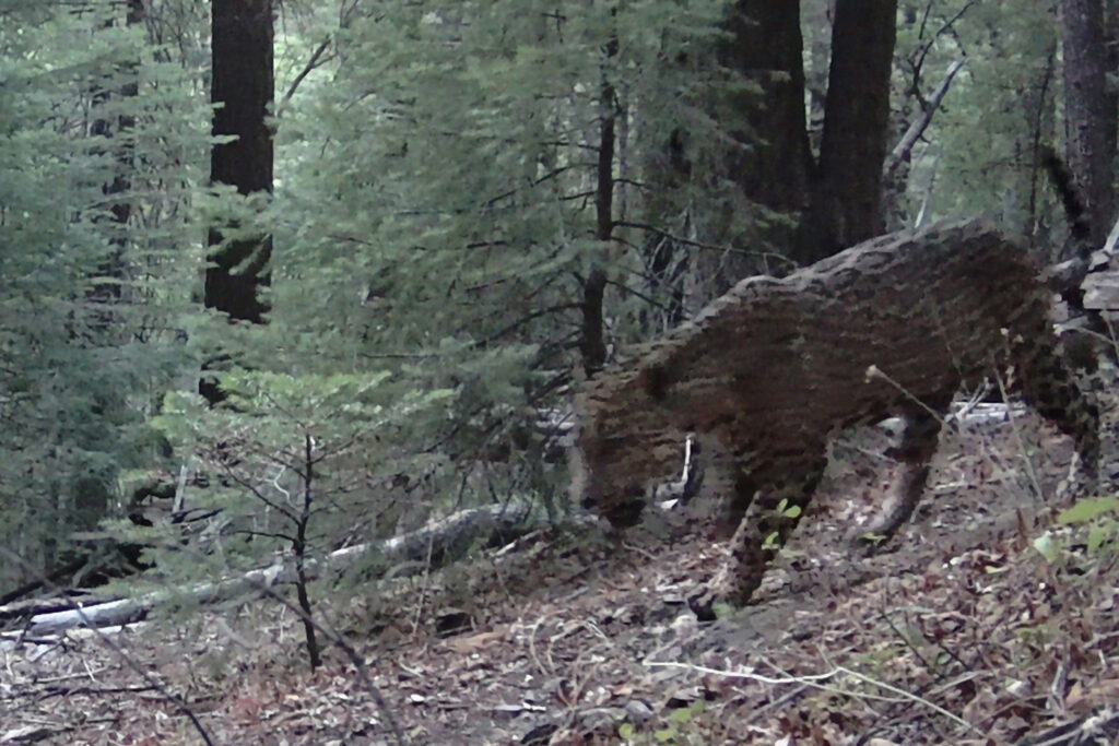Essas imagens foram descobertas em 6 de agosto em uma câmera de campo por um dos 40 cidadãos-cientistas voluntários que ajudam a monitorar Jaguares e Ocelots em extinção no sul do Arizona pelo Centro de Pesquisa e Conservação da Universidade do Arizona da Universidade do Arizona e da Centro de Conservação de Catos Wild Cat e Centro de Conservação, em Ariz.