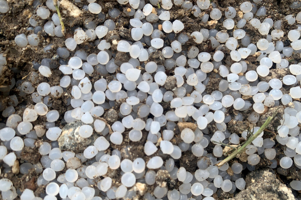 Plastic pellets, known as nurdles, coat the ground at the site of a train derailment near ExxonMobil’s Baytown facility in Texas on Dec. 6, 2024. Credit: Rebekah F. Ward/Houston Chronicle via Getty Images