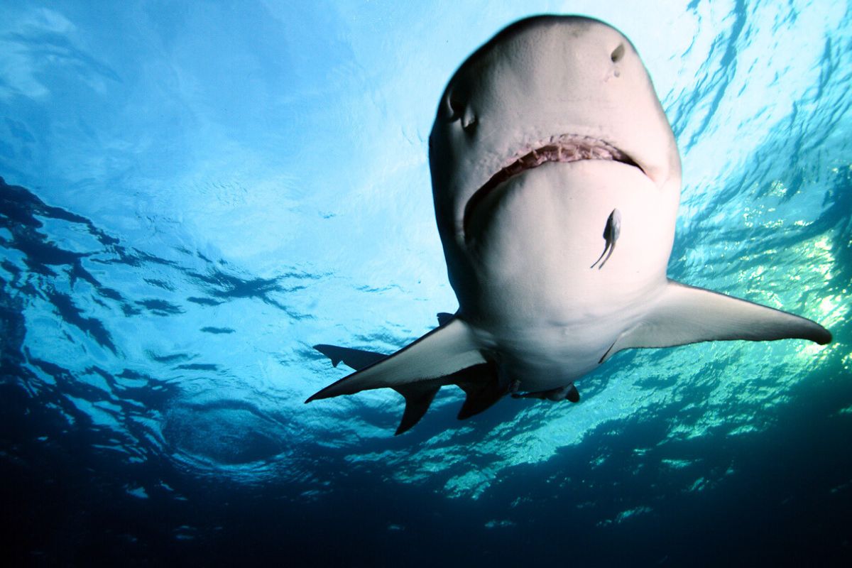 Tubarão branco gigante com cicatrizes é fotografado no México