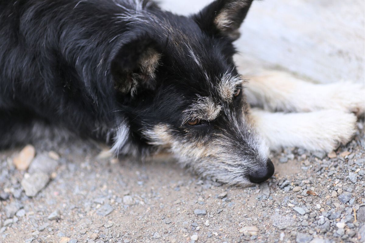 Cão coberto de pulgas é descoberto pela família