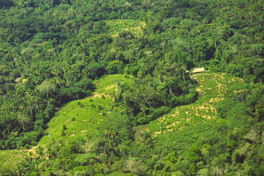 A camp and crops are seen in the proposed Yavarí Mirim Indigenous Reserve region in 2021. Credit: Courtesy of ORPIO