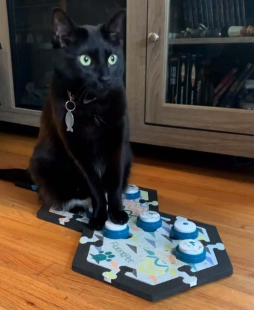 Gato que pode se comunicar com botões