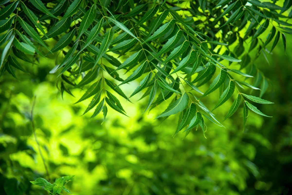 Árvore que cresce em tempo recorde