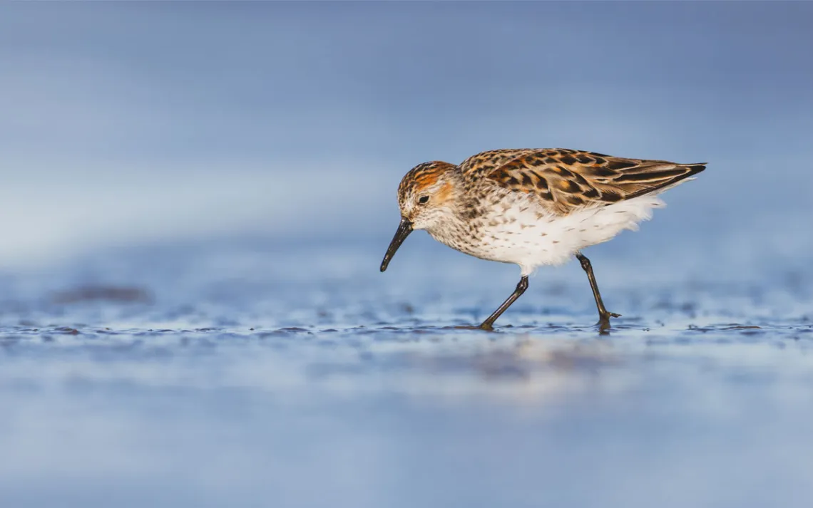 Um maçarico passeia pelas águas rasas em busca de comida, também conhecida como lodo.